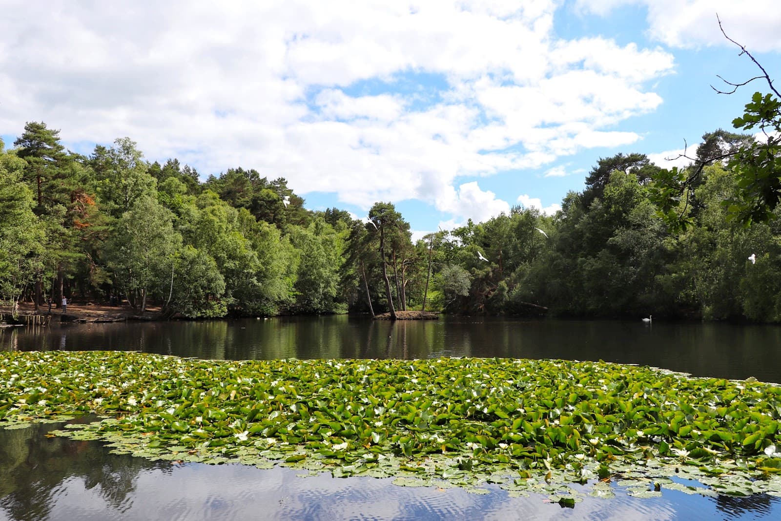 Finchampstead Ridges & Simons Wood - Image 1