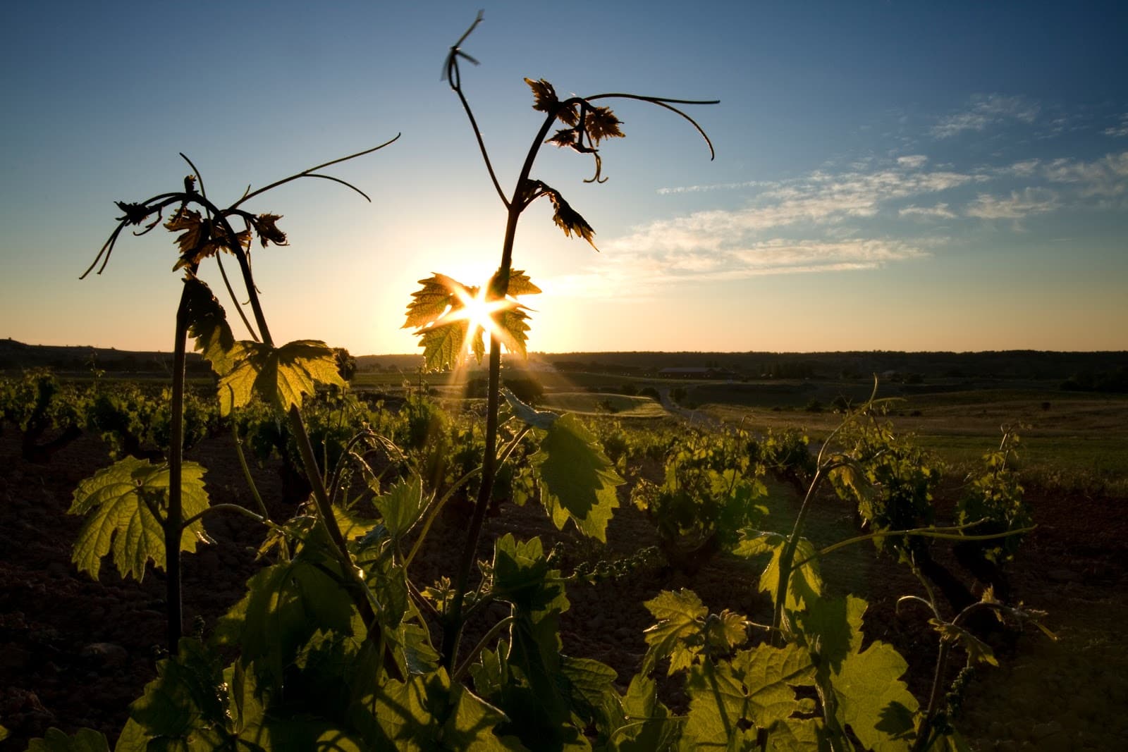 Ribera del Duero Wine Route - Image 1