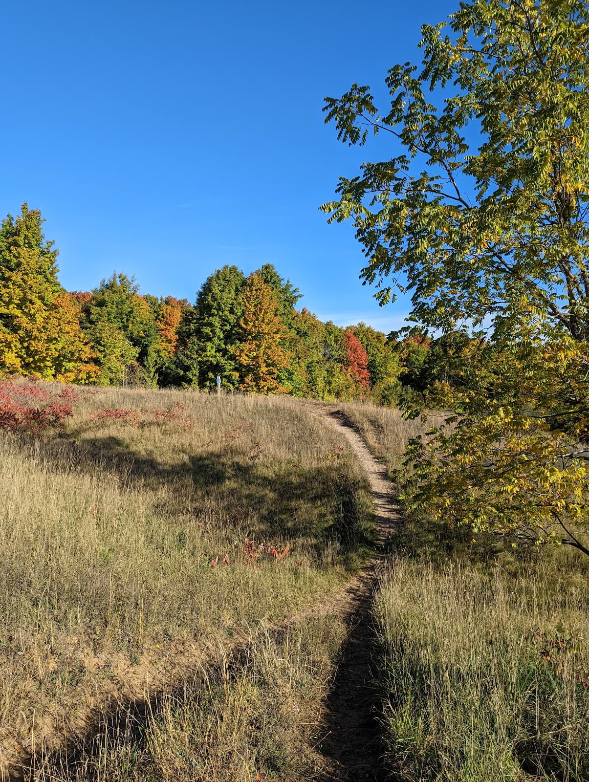Grand Traverse Commons Natural Area - Image 1