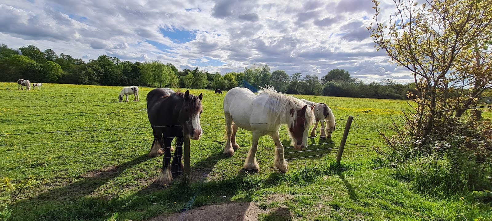 Roe Green Loopline - Image 1