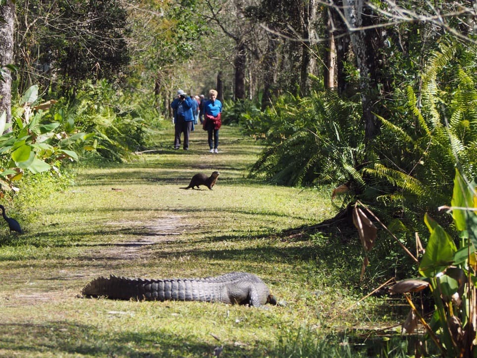 CREW Bird Rookery Swamp - Image 1