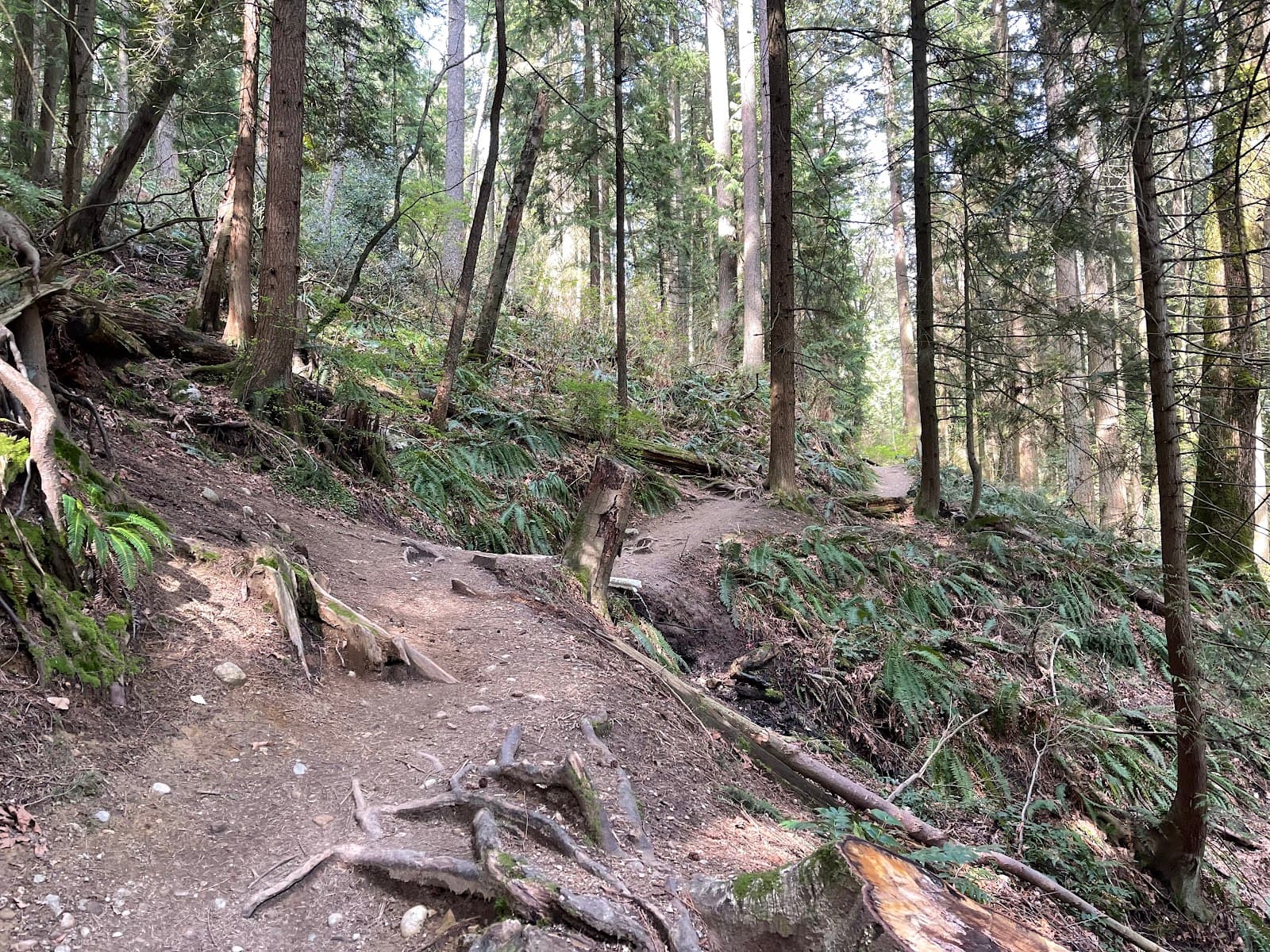 Burnaby Mountain Bike Trails - Image 1