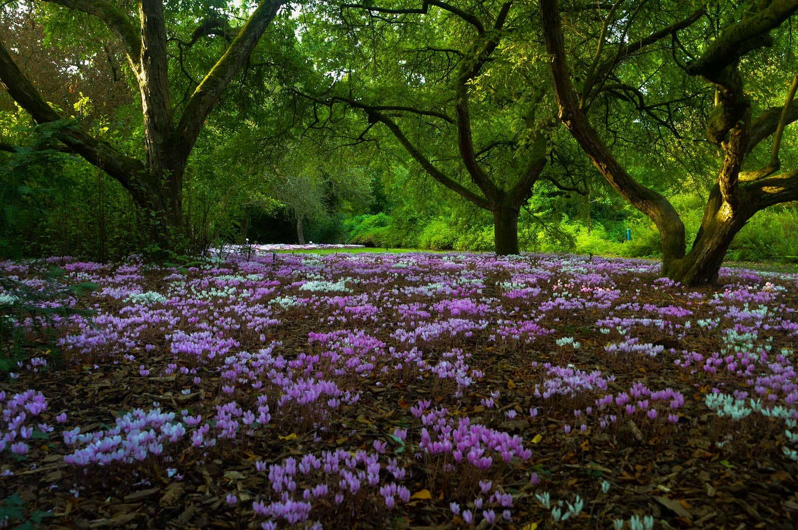 Nature's Playgrounds for Kids