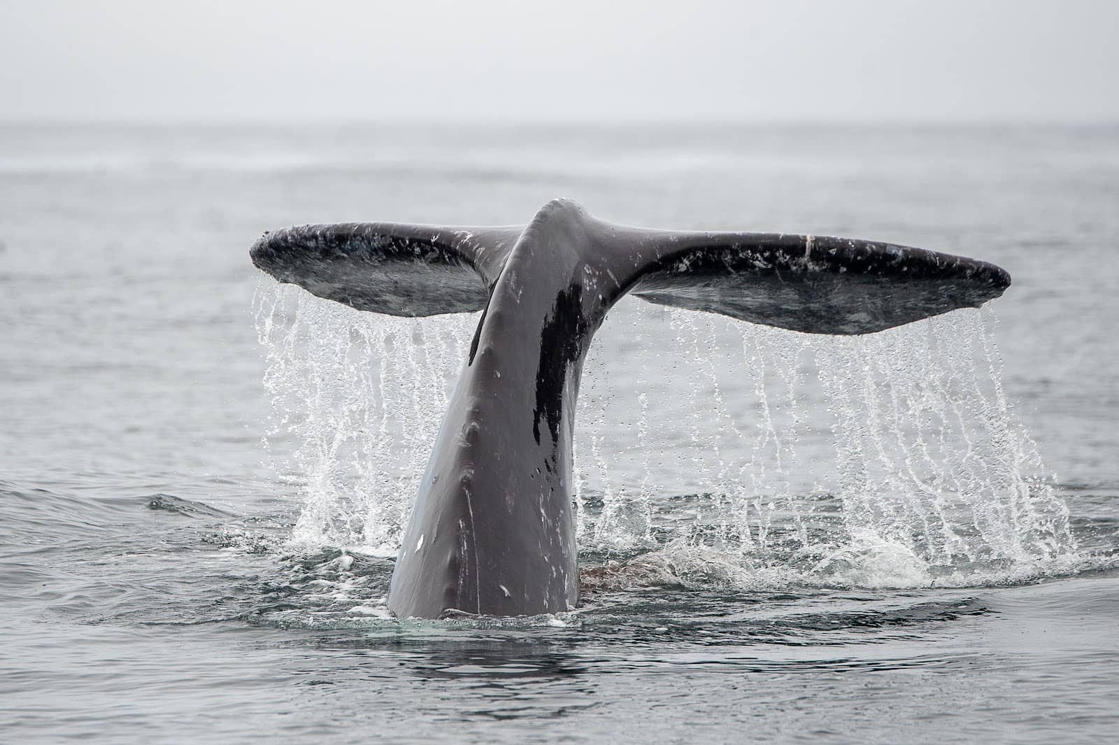 Abundant Marine Life