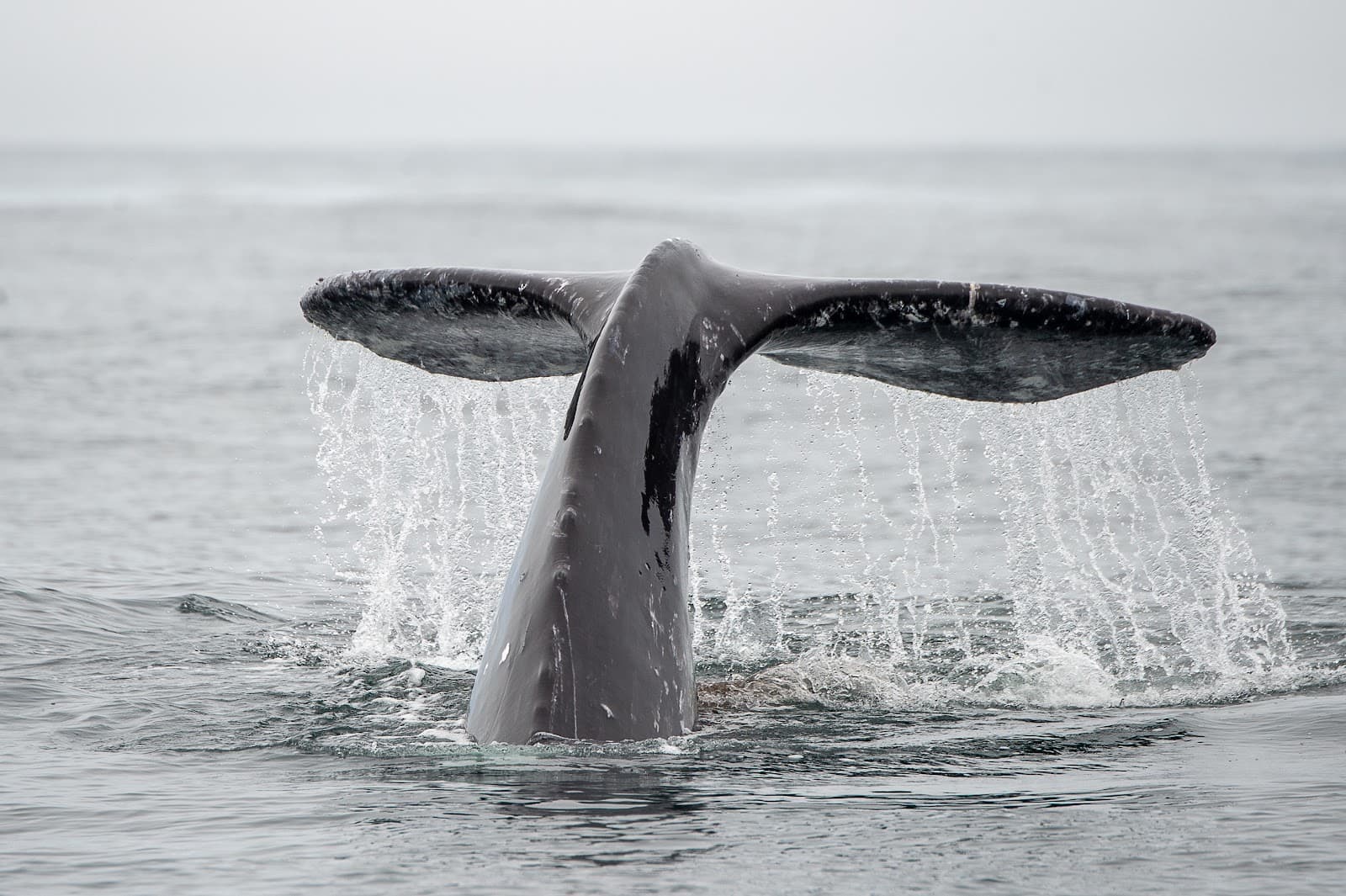 Tofino Whale Watching - Image 1