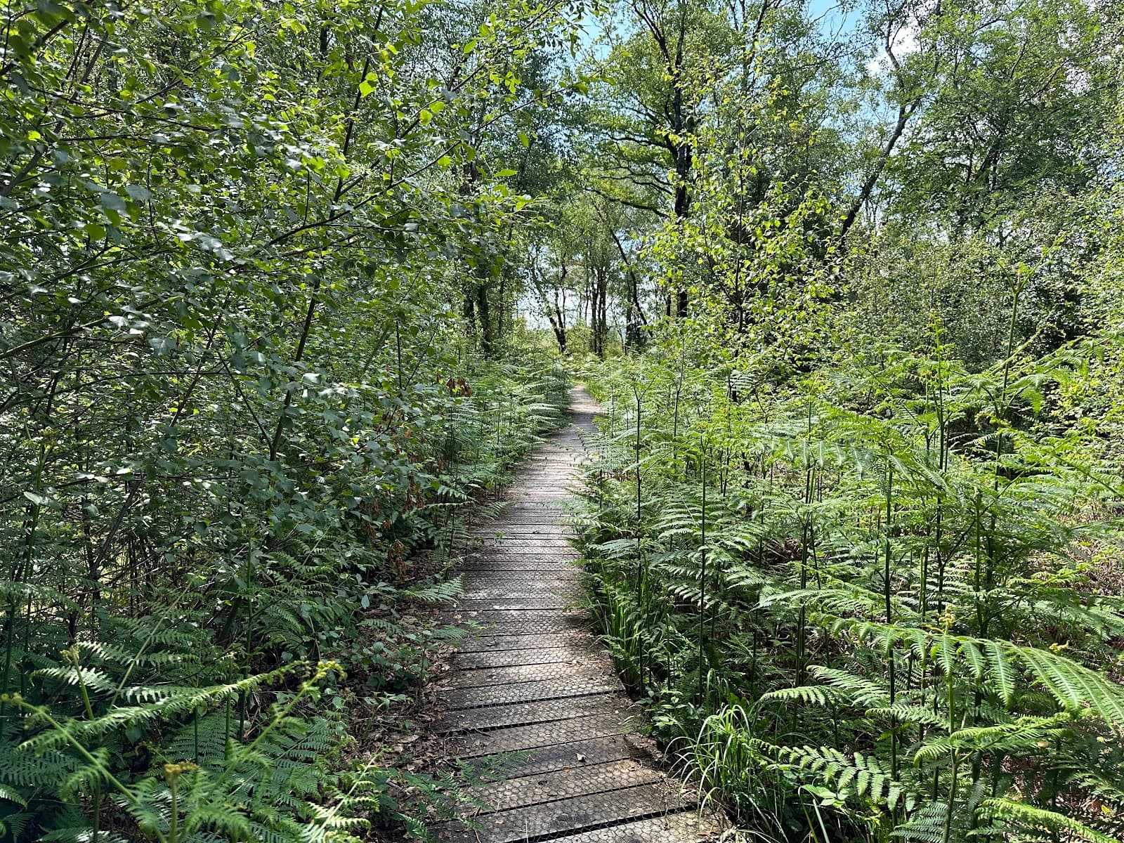 Meathop Moss Nature Reserve - Image 1