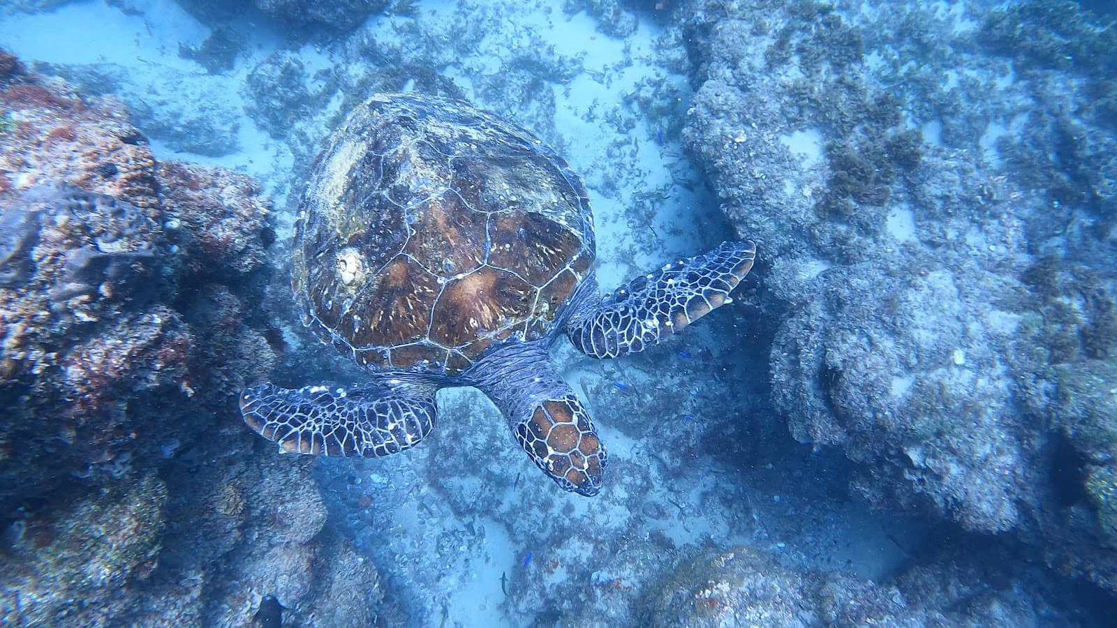Shag Rock (dive site) - Image 1
