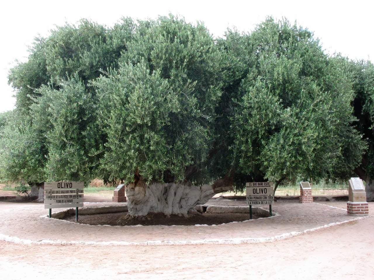 Olivo Cuatricentenario (Aimogasta) - Image 1