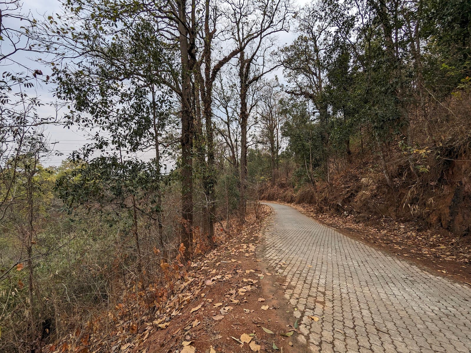 Garbhanga Forest Guwahati - Image 1