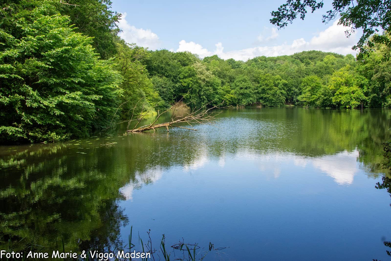 Tranquil Lake Views