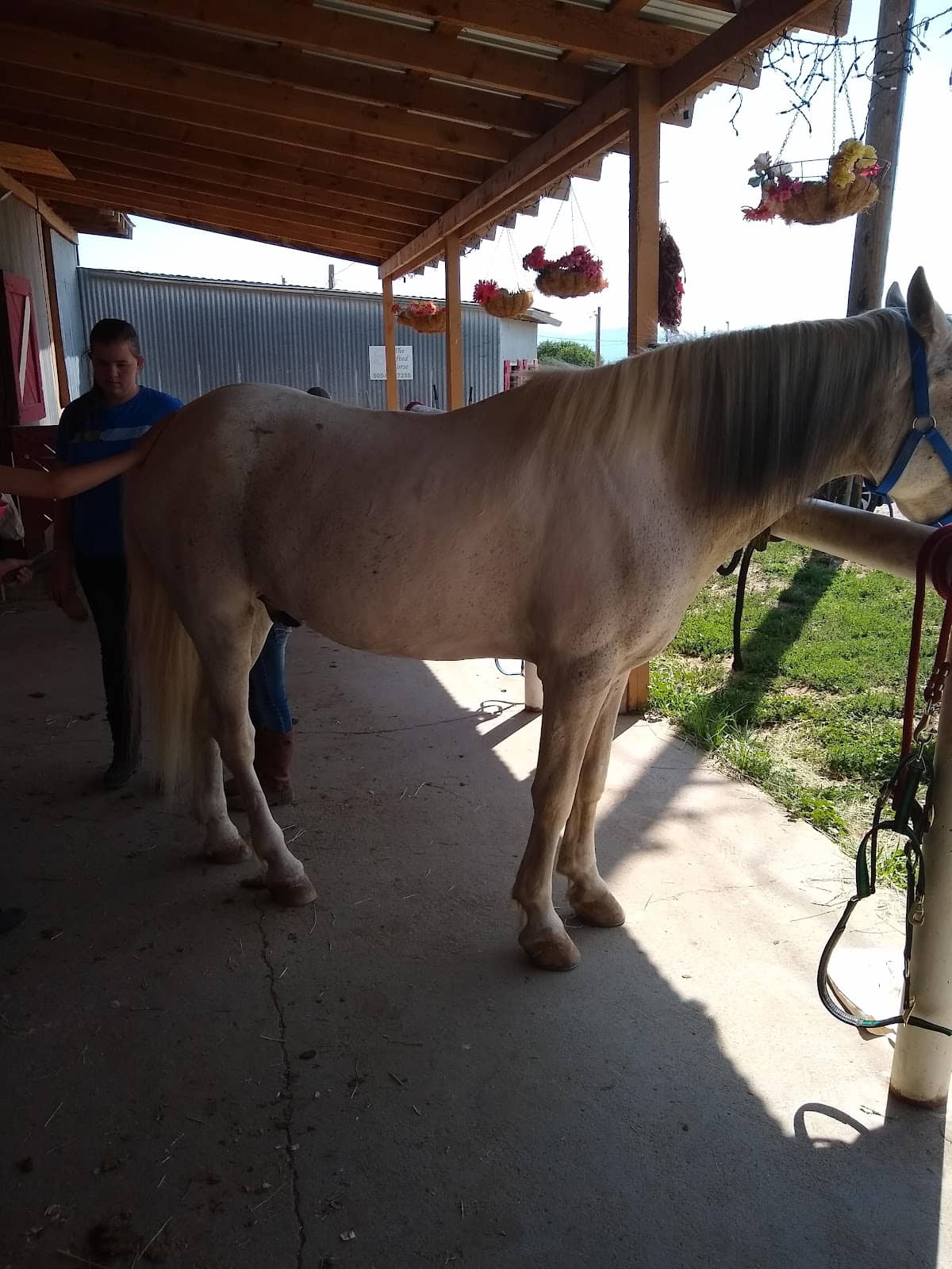 Therapeutic Riding Programs