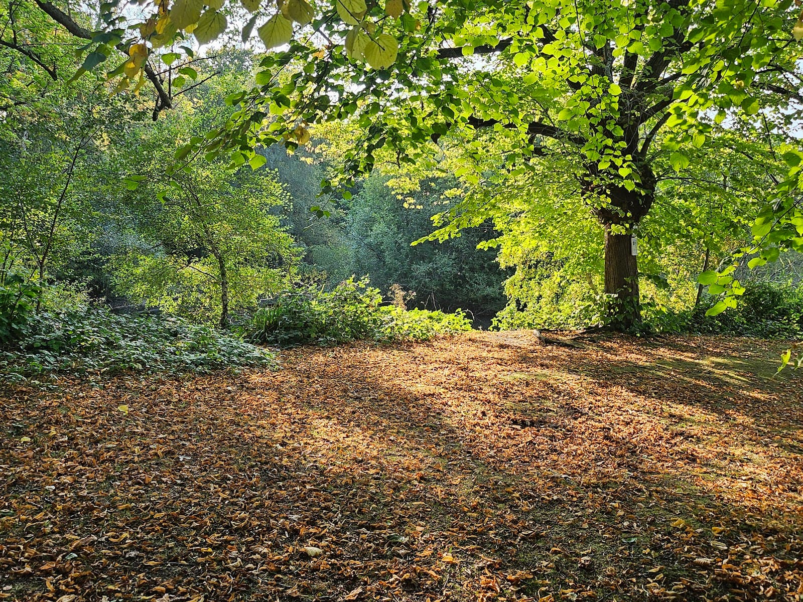 Chislehurst Commons & Ponds - Image 1