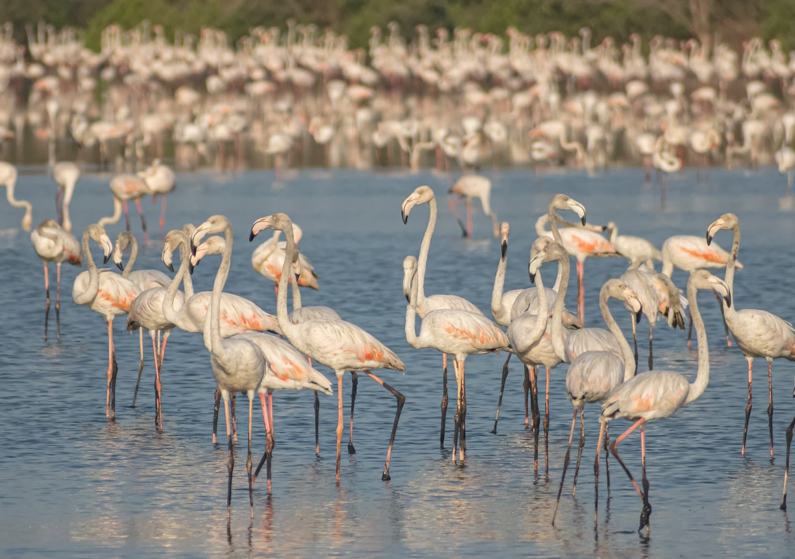 Bhandup Pumping Station Birding Trail - Image 1