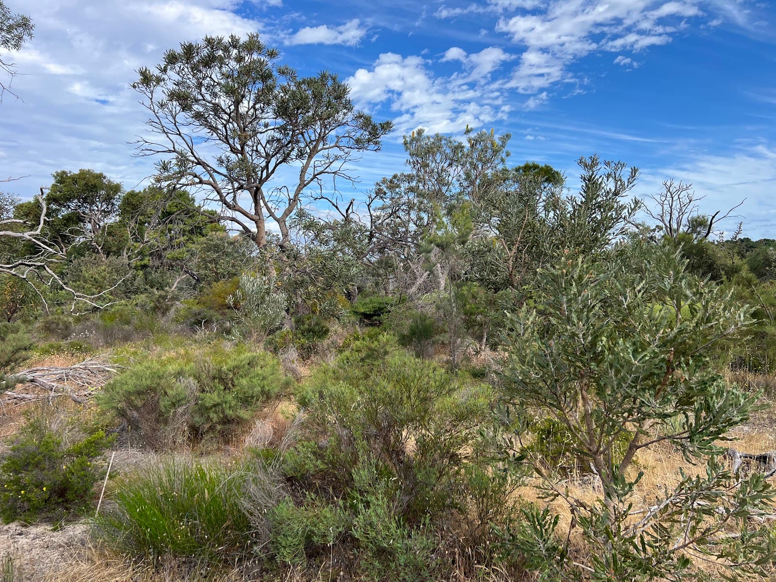 Kensington Bushland - Image 1
