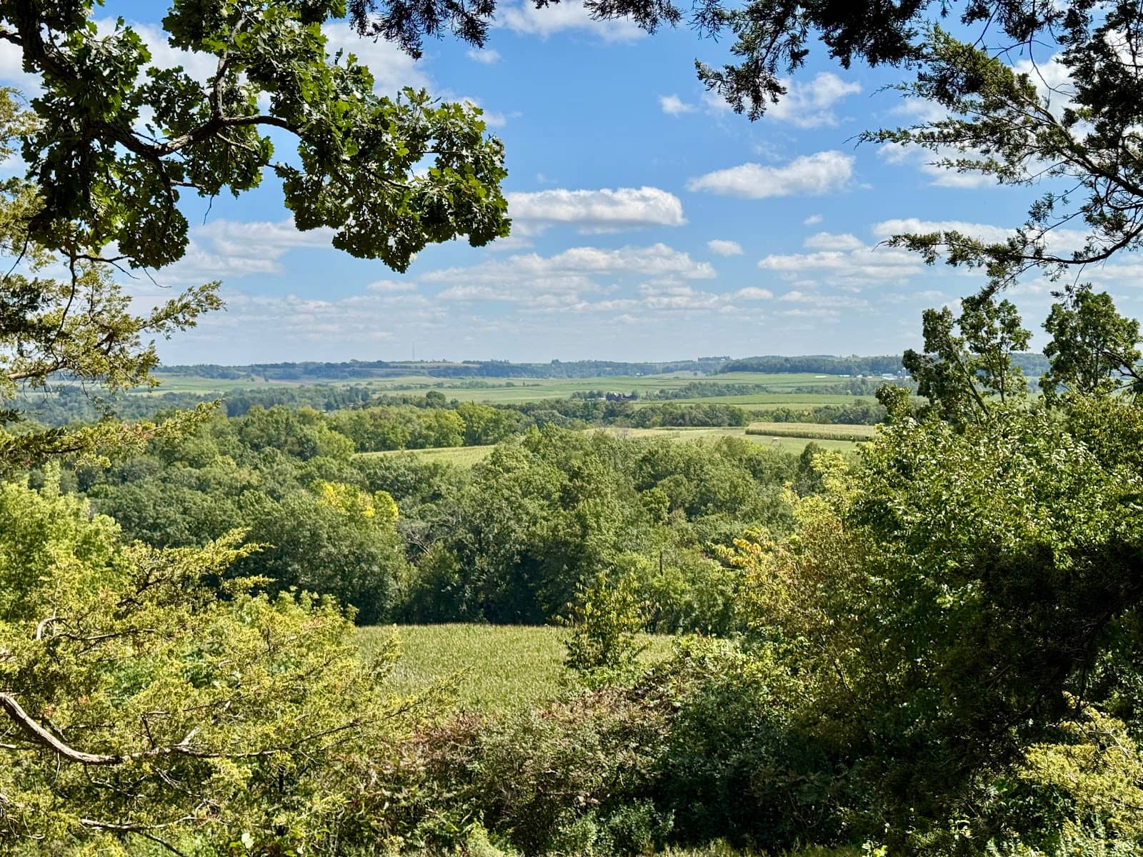 Tranquil Oak and Cedar Grove