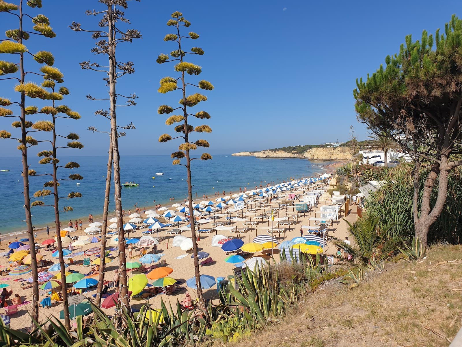 Alporchinhos - Image 1