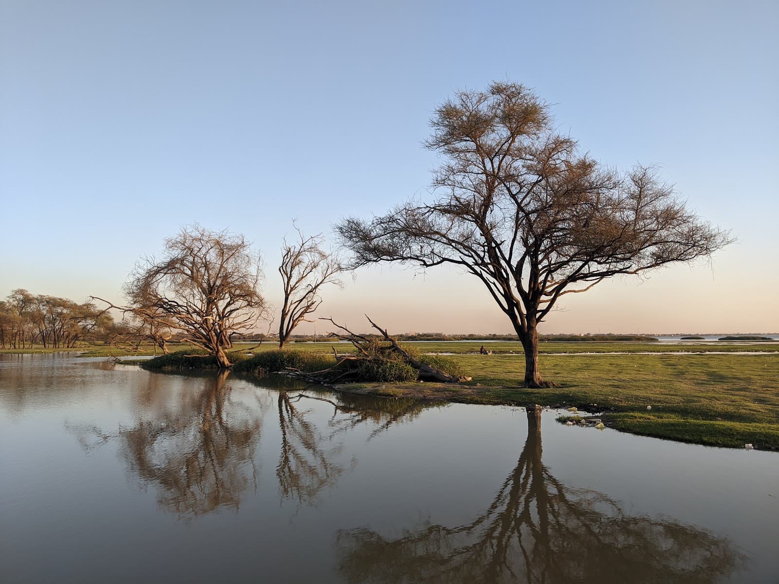 Al Sunut Forest - Image 1