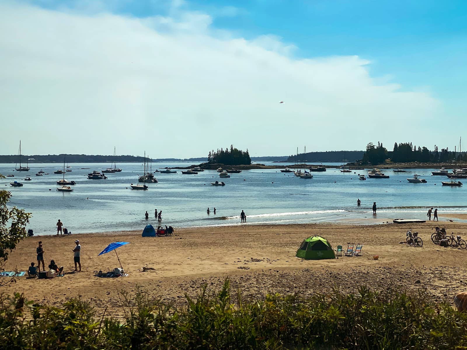 Seals in Frenchman Bay