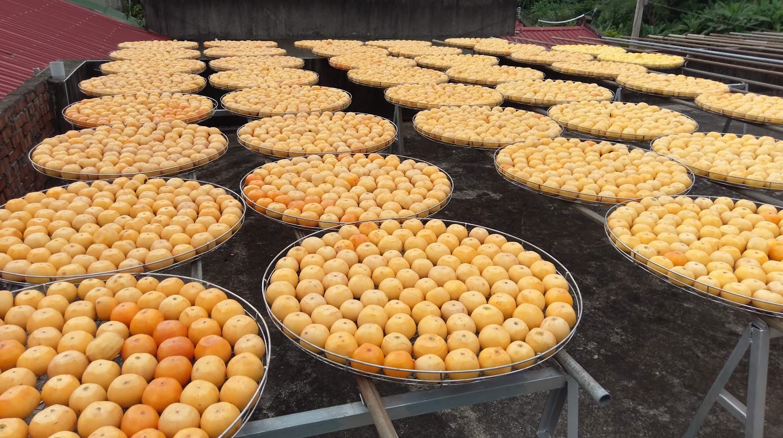 Xinpu Persimmon Tourist Farm (Weiweijia) - Image 1