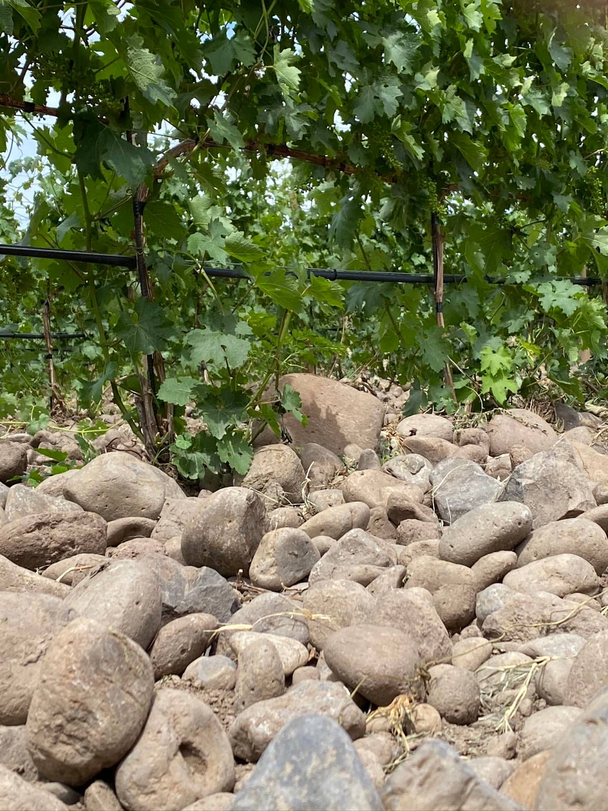 Cobblestone Terroir