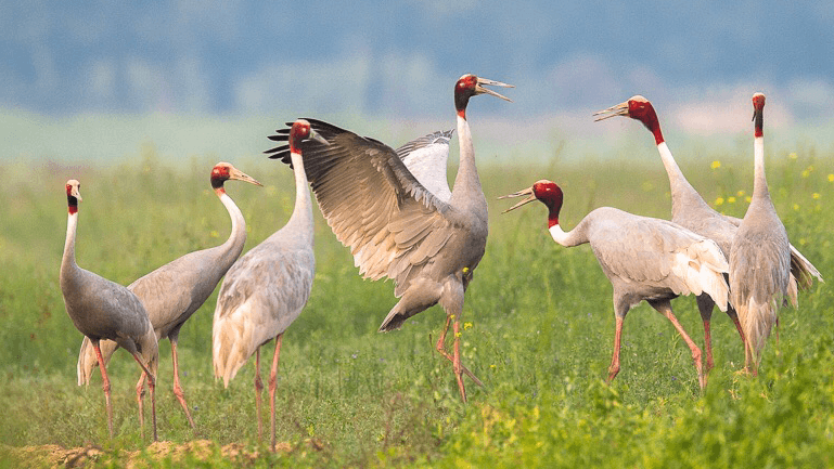 Lumbini Crane Sanctuary - Image 1