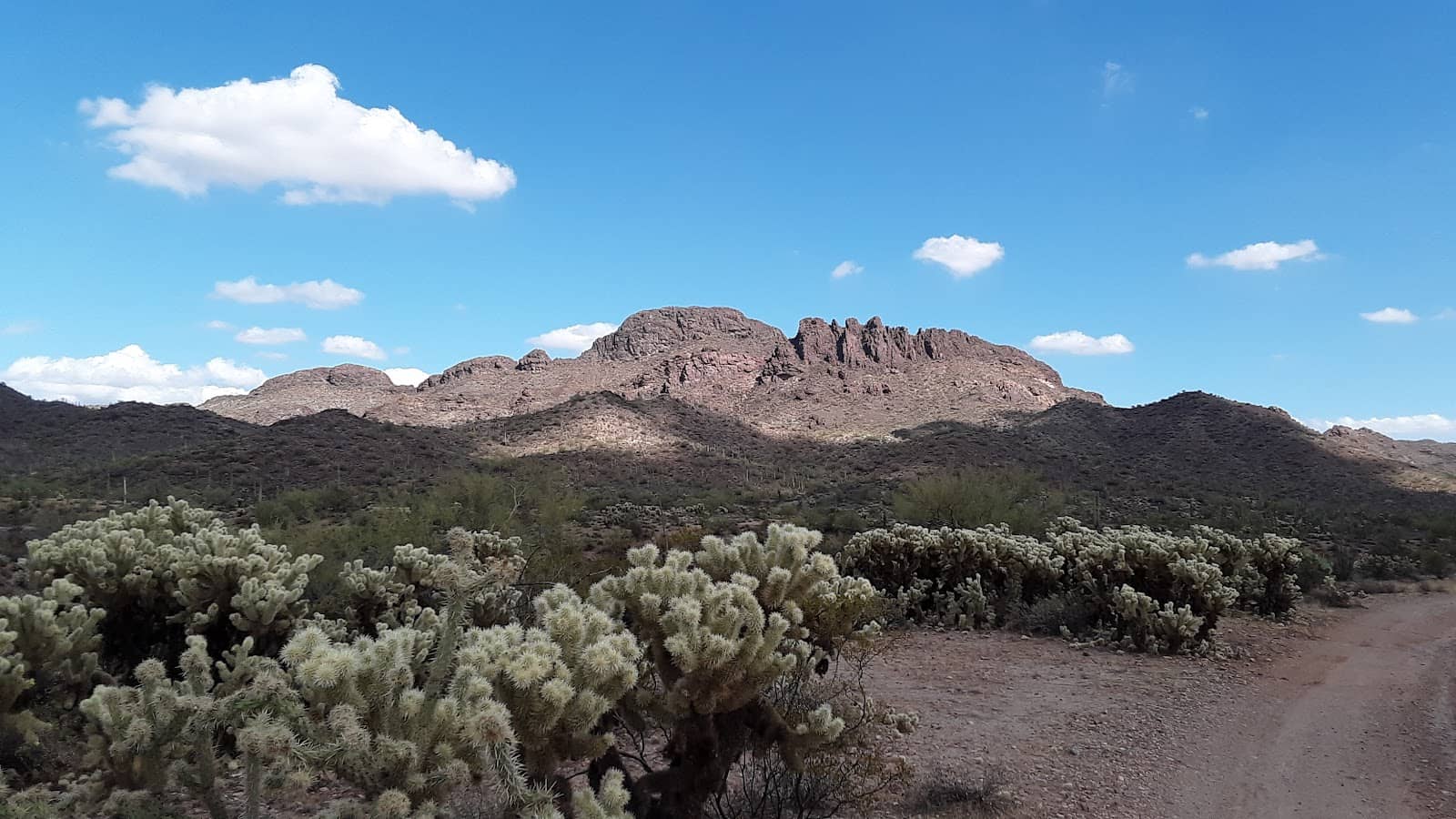 Desert Wildlife Spotting