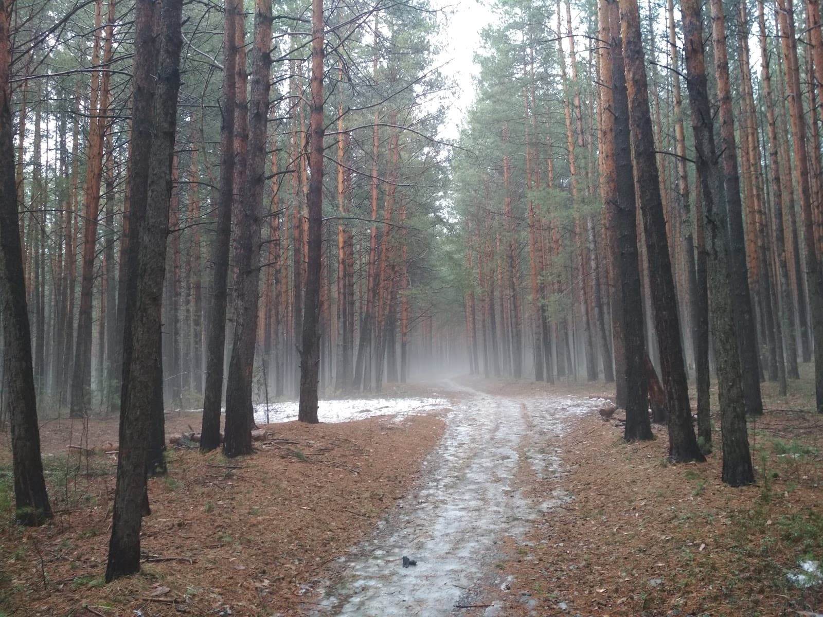 Sosnovy Bor Park Akademgorodok - Image 1