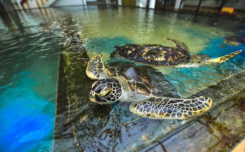 Rescued Turtle Rehabilitation