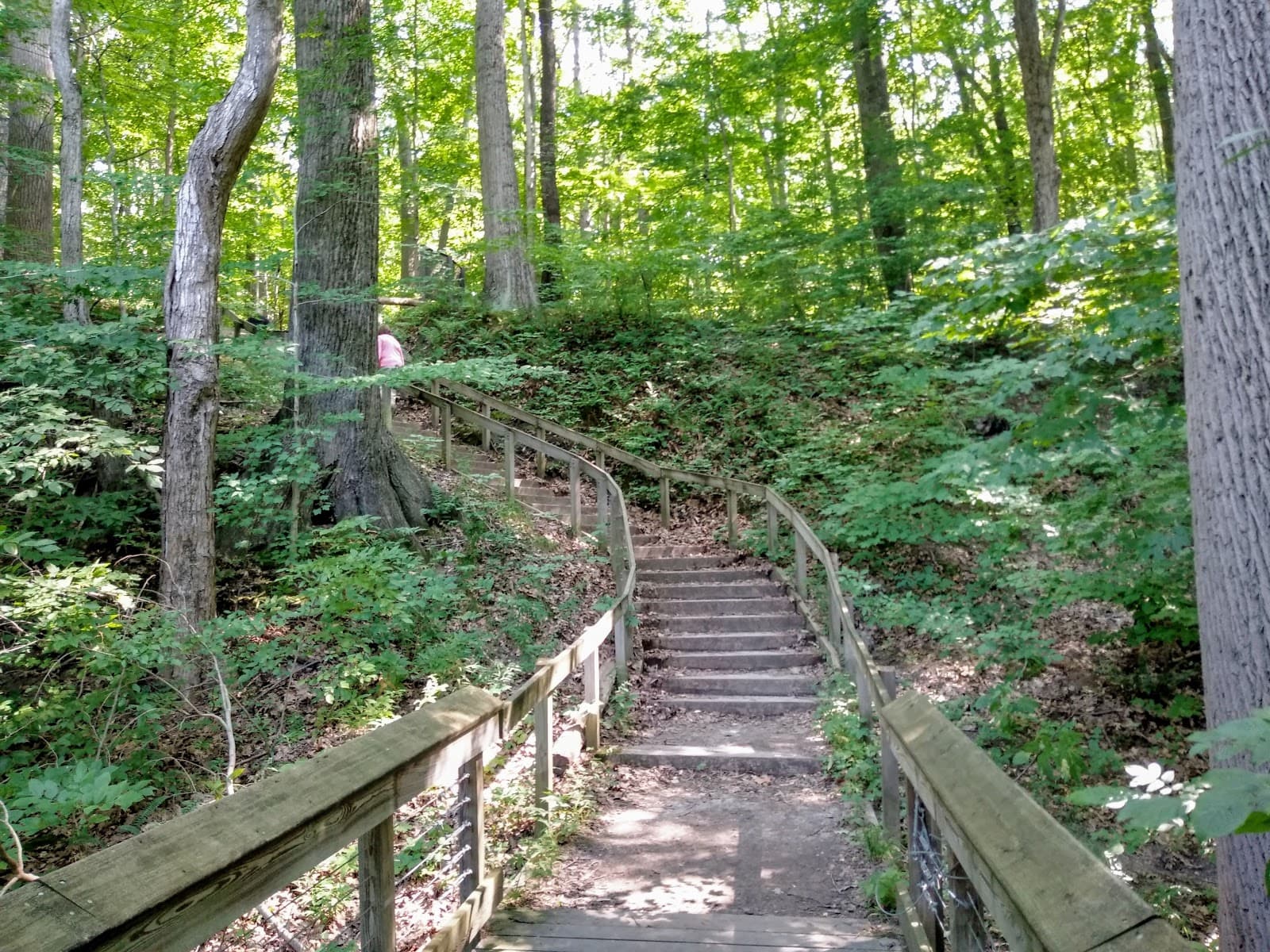 Warren Woods State Park - Image 1