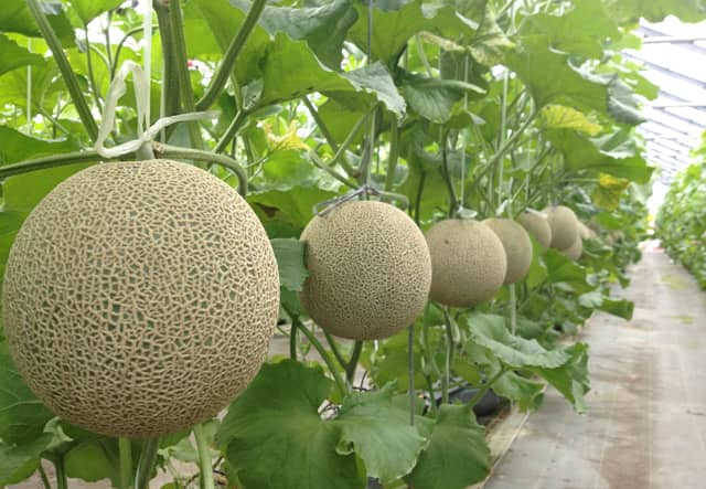 Melon Juice & Souvenirs