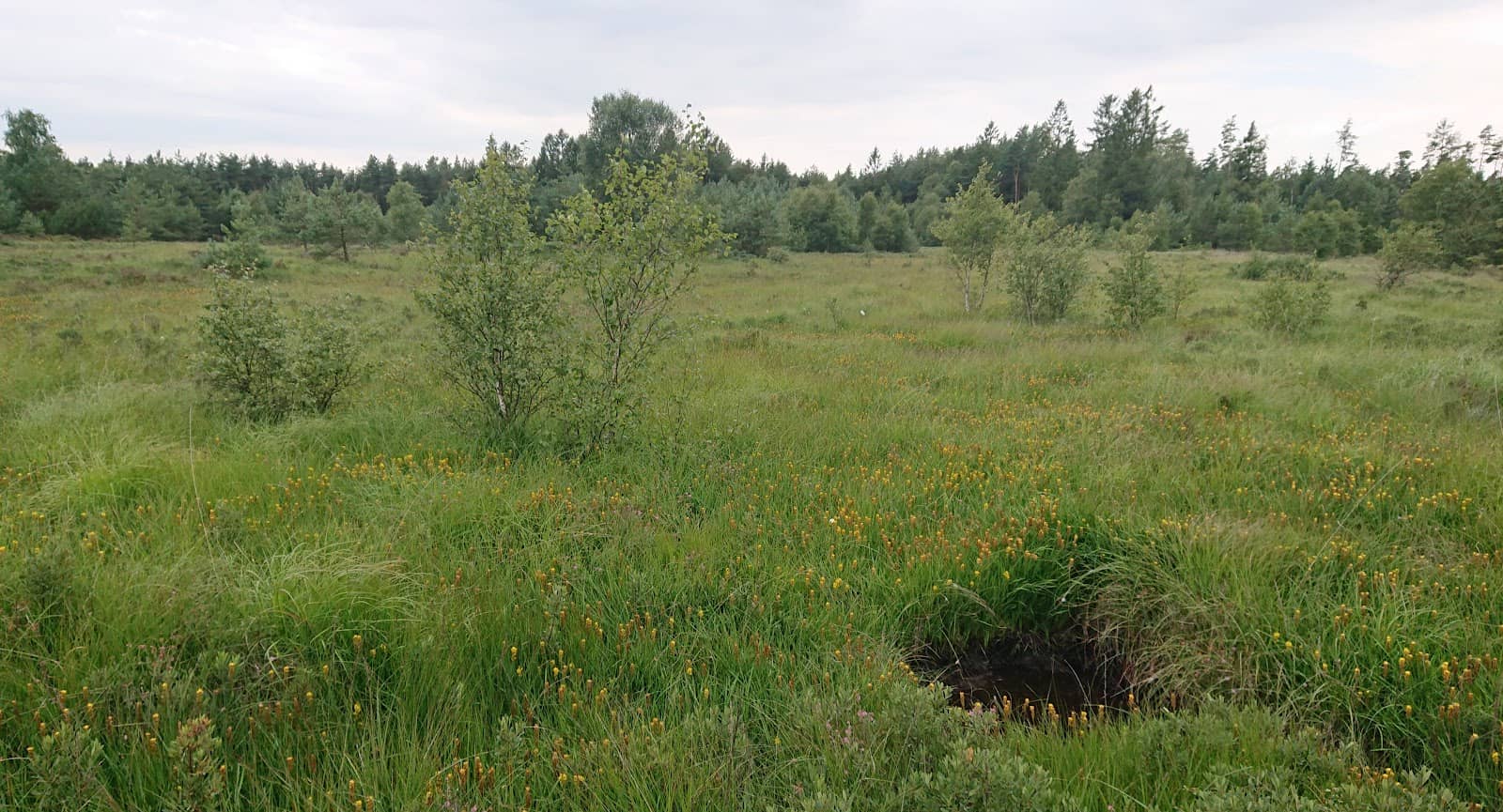 Scenic Nature Walks