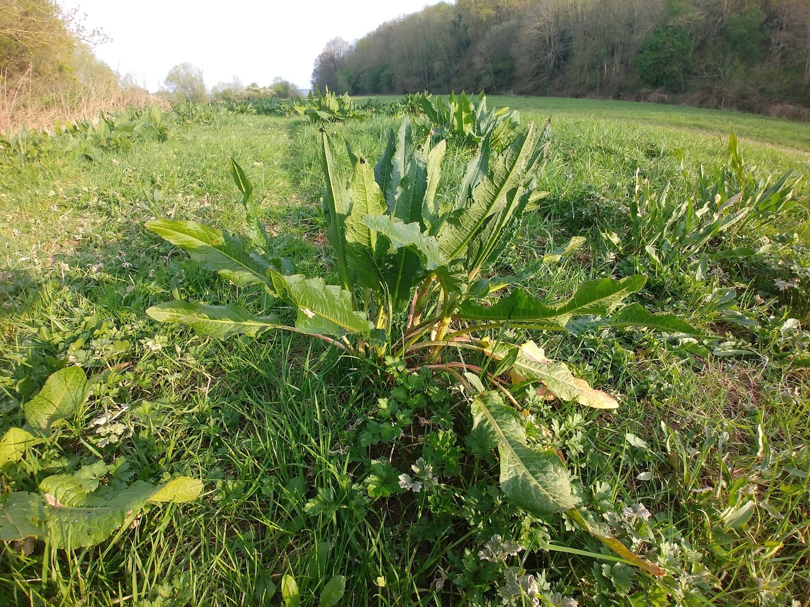 Lugg Meadows Herefordshire - Image 1