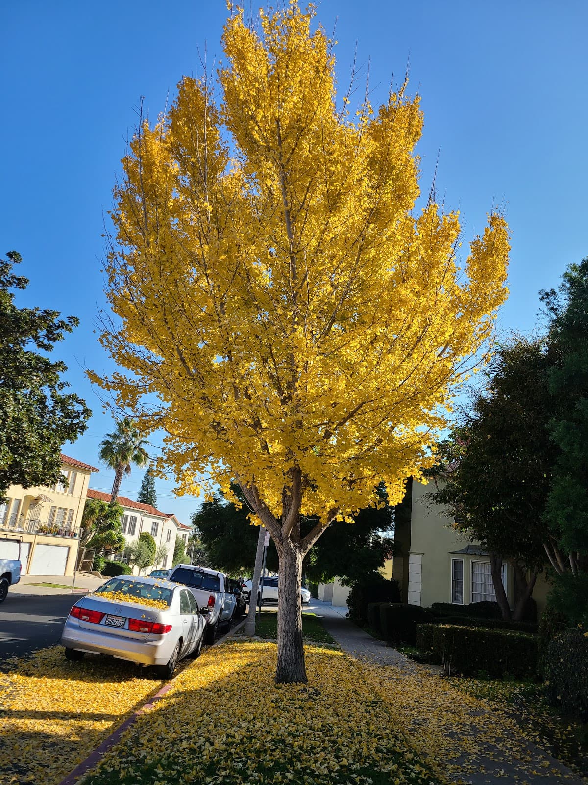 Miracle Mile, Los Angeles - Image 1