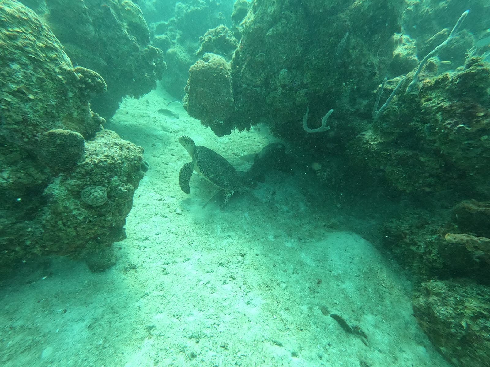 Banco Chinchorro Biosphere Reserve - Image 1