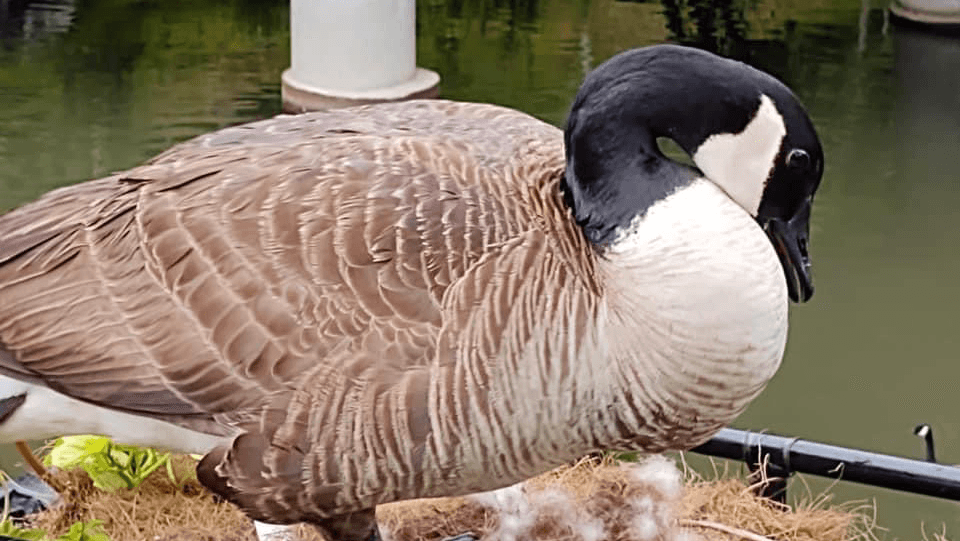 Lake Lure Flowering Bridge - Image 1