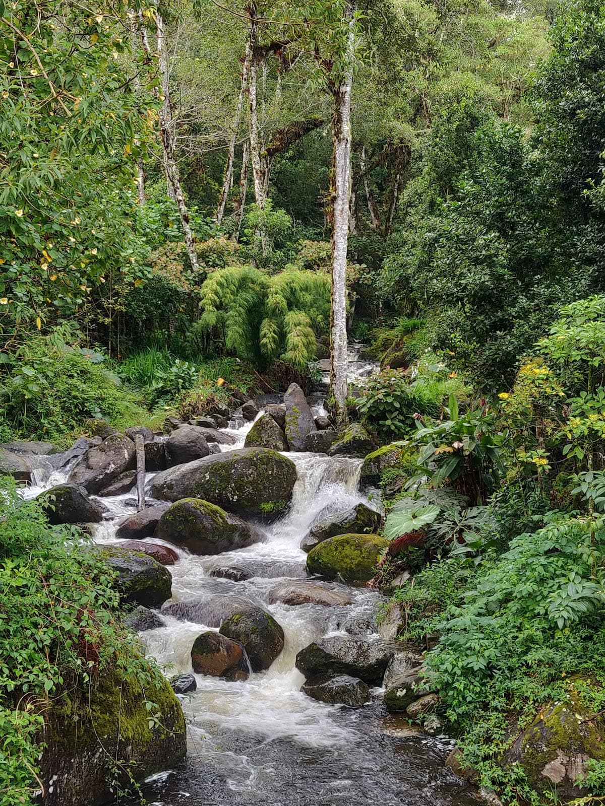 La Amistad International Park (Las Nubes) - Image 1