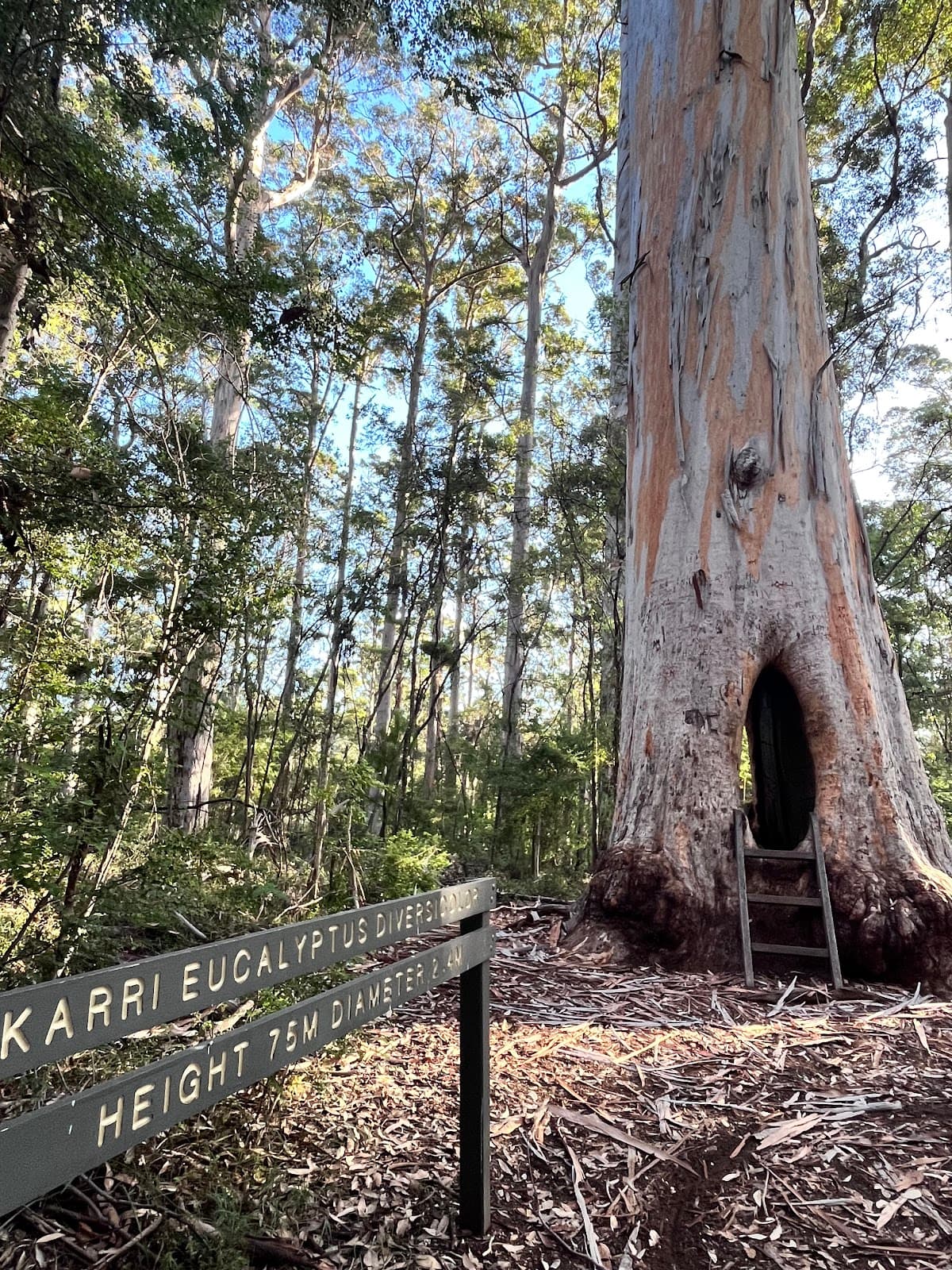 Lefroy Brook Walk Trail - Image 1