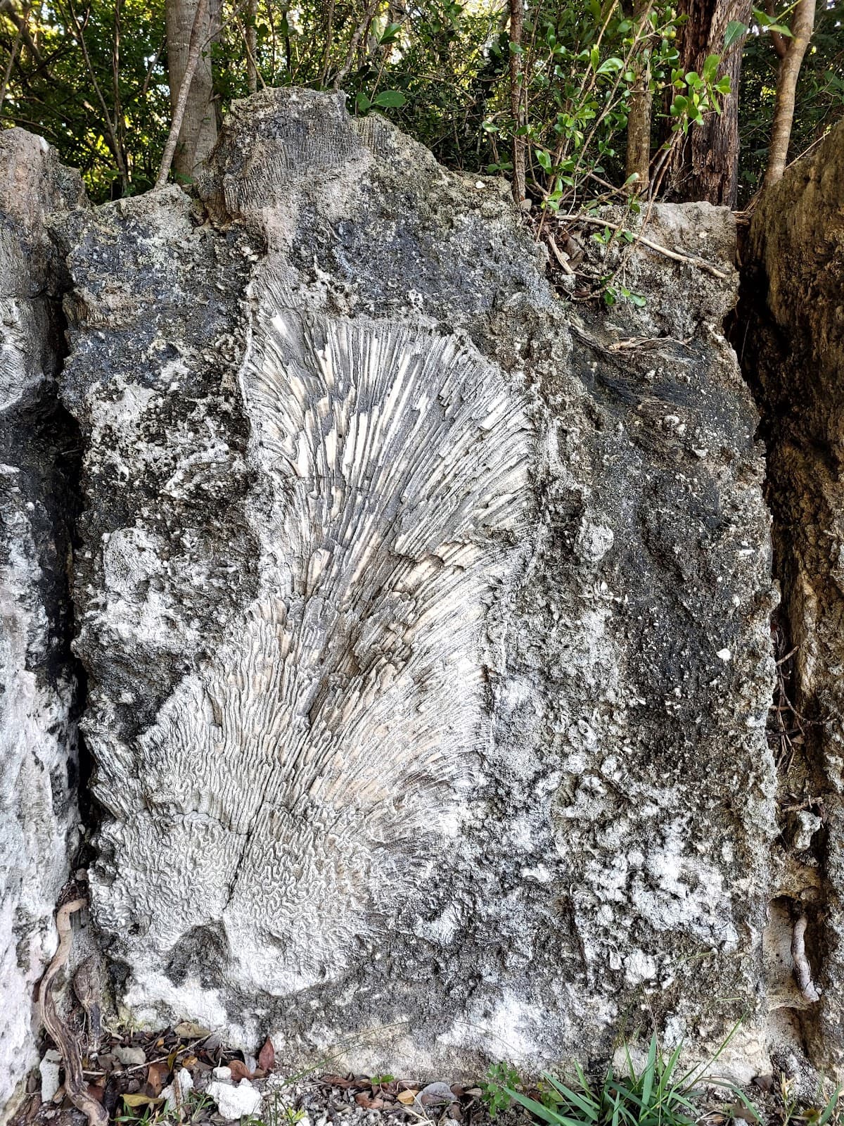 Windley Key Fossil Reef Geological State Park - Image 1