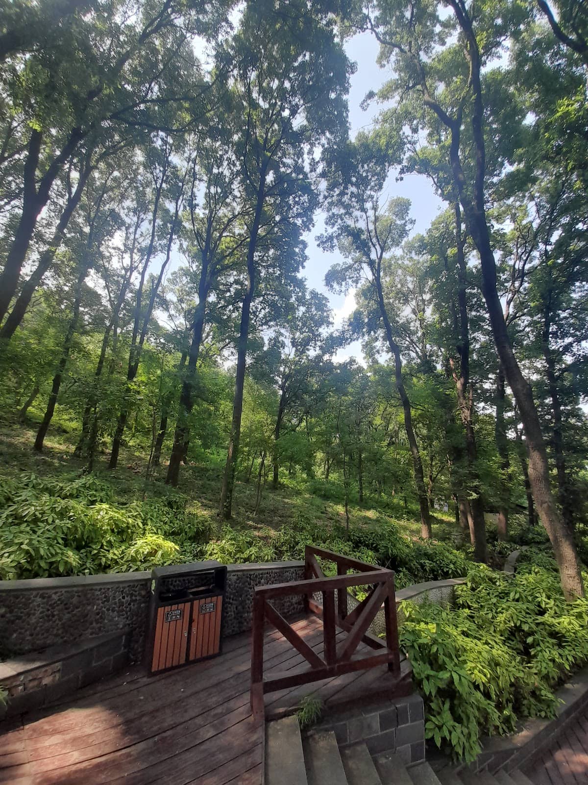 Lush Forest Trails