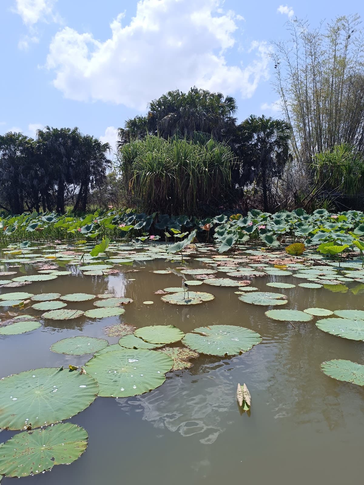 Corroboree Billabong - Image 1