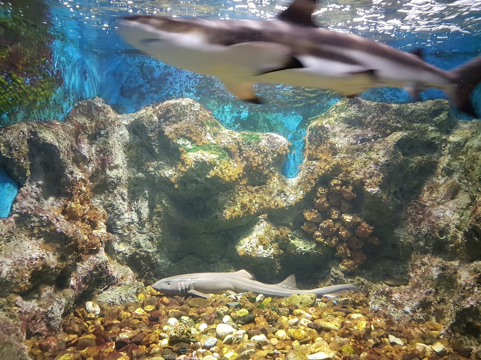 Kung Krabaen Bay Aquarium - Image 1