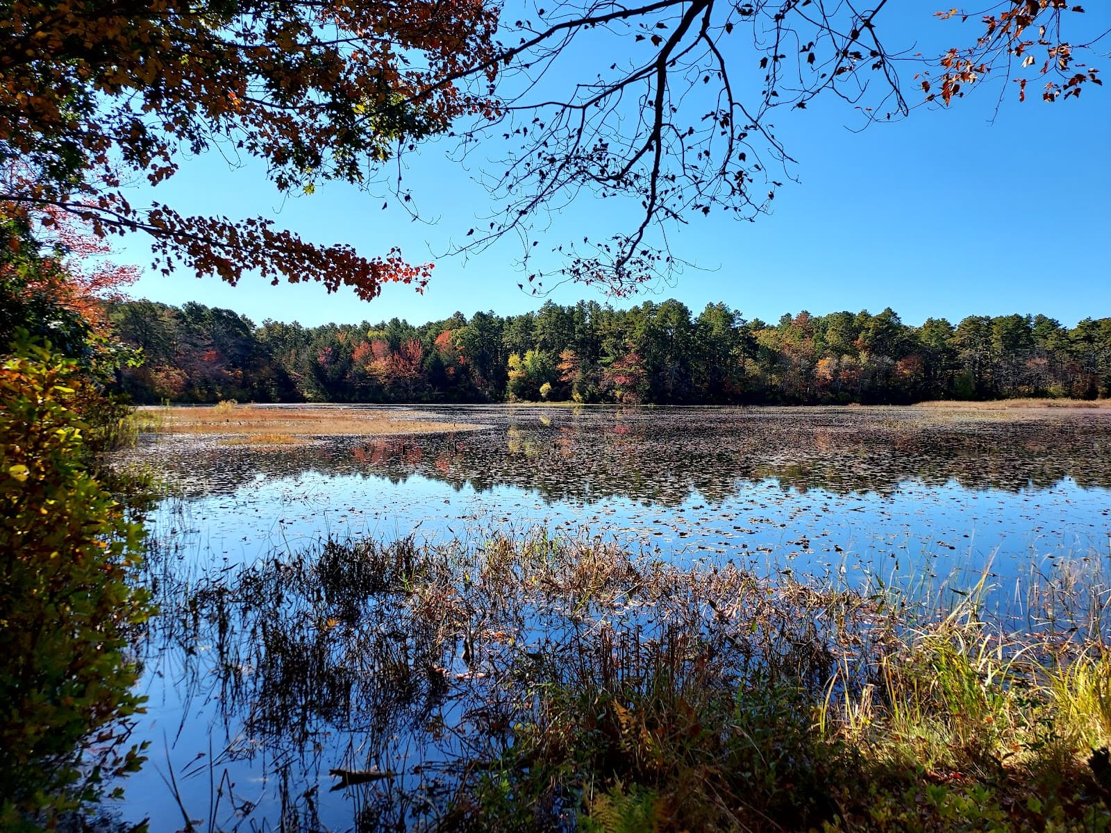 Cranberry Bog Nature Preserve - Image 1