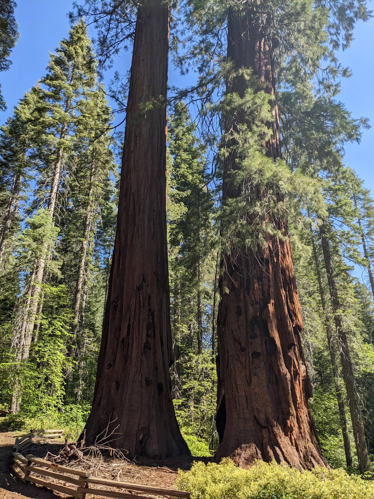 Less Crowded Sequoia Experience
