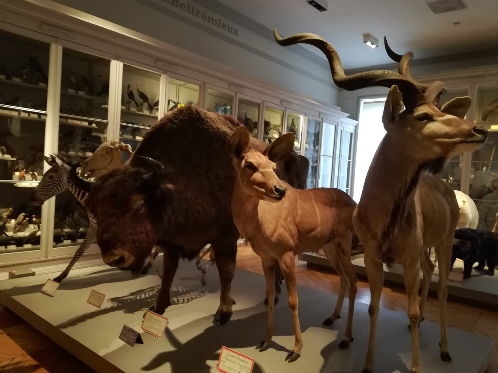Muséum d'Histoire Naturelle - Image 1
