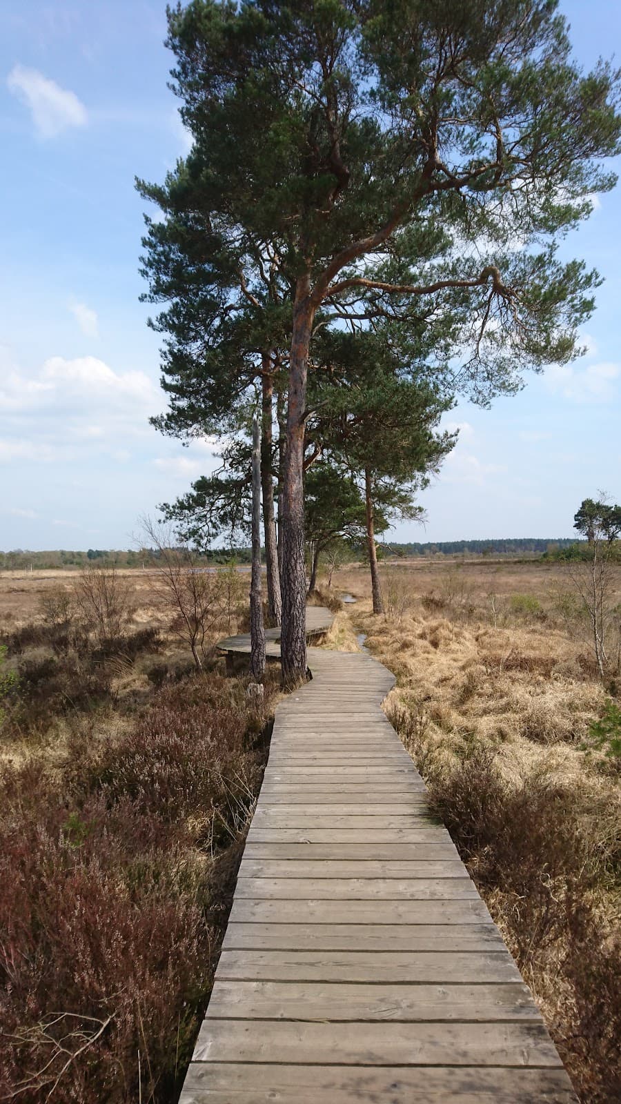 Thursley National Nature Reserve - Image 1