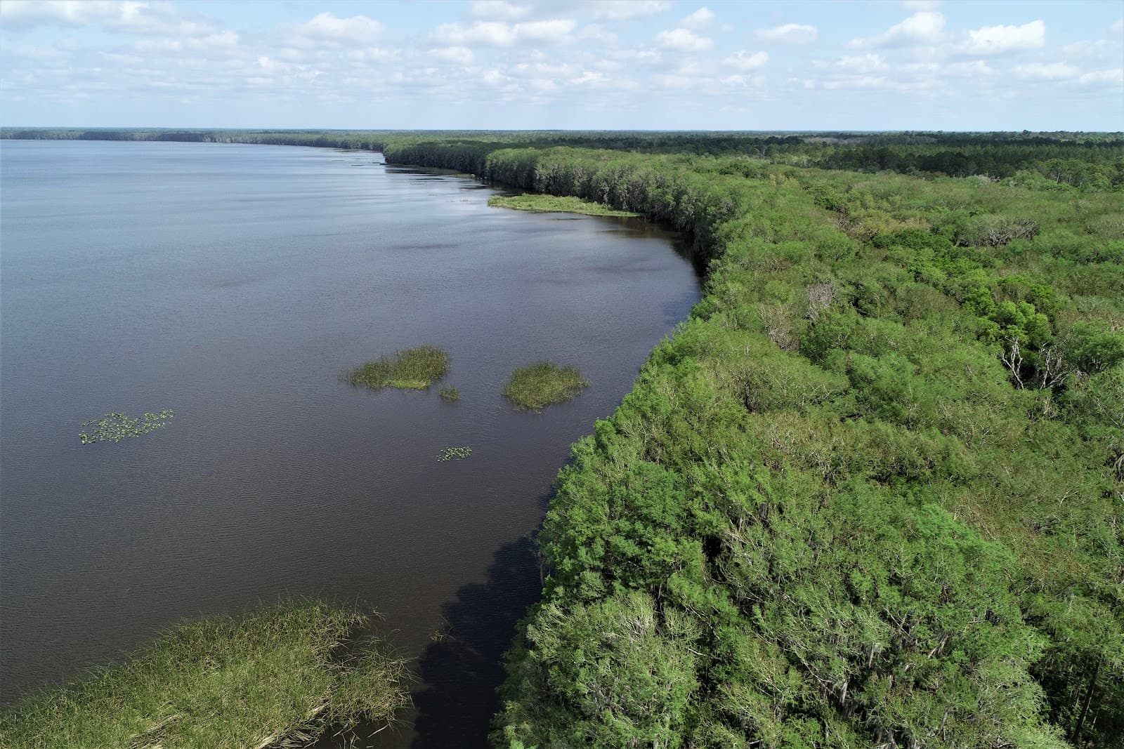 Newnans Lake - Image 1