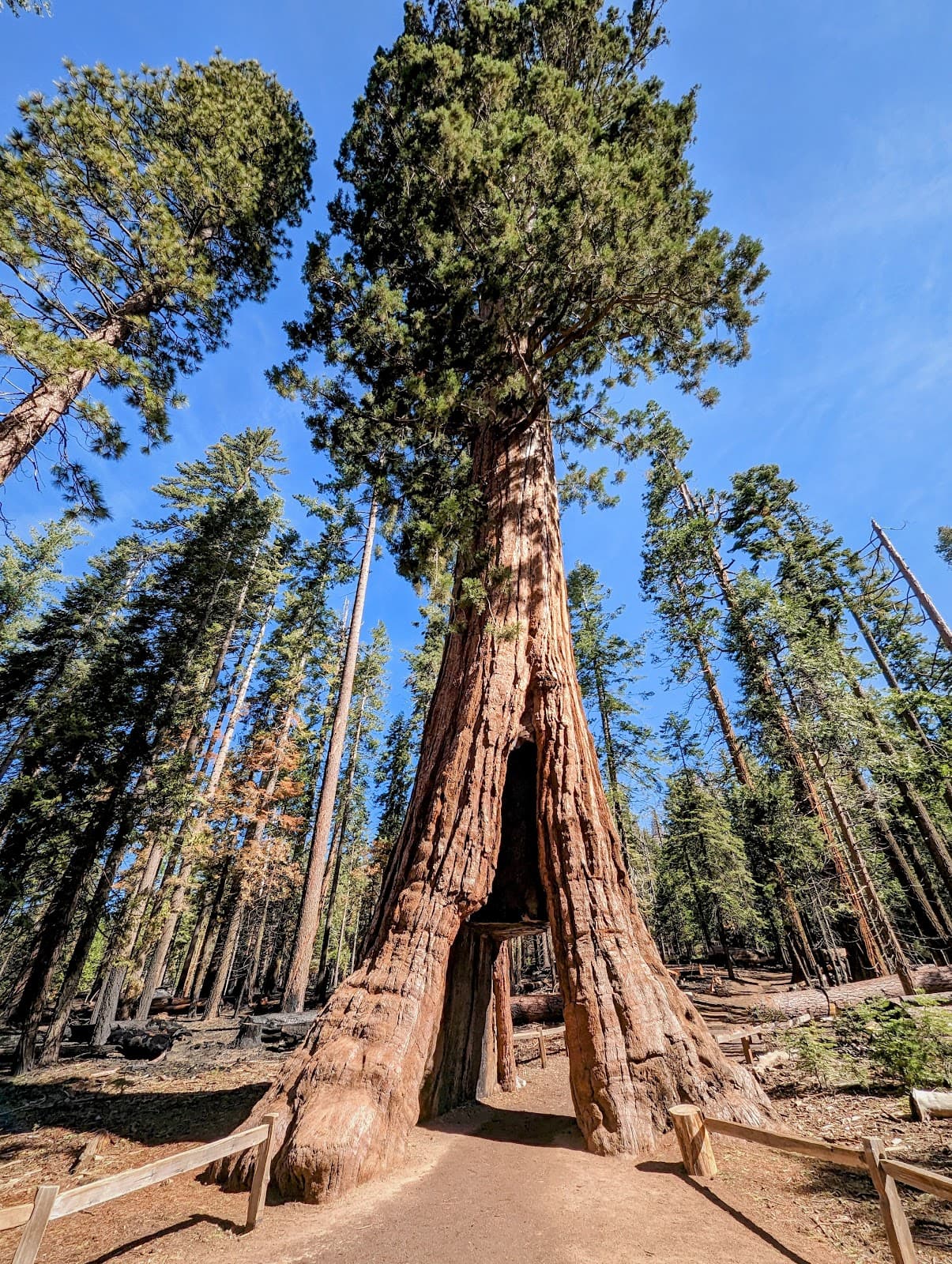 California Tunnel Tree - Image 1
