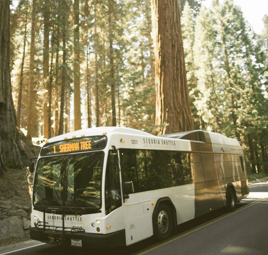 Big Trees Trail