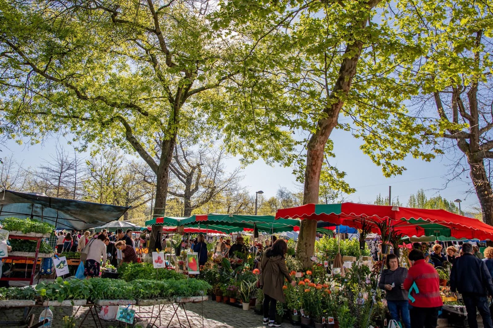 Campo da República (Campo da Feira) - Image 1
