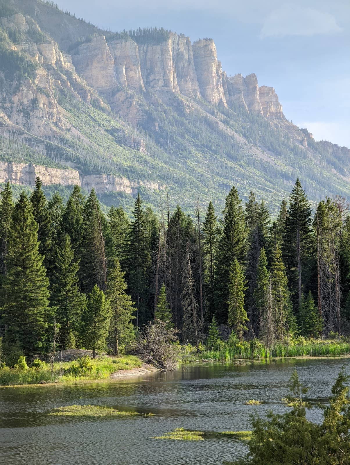 Lamar Valley Wildlife